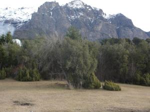 een boom in een veld met een berg op de achtergrond bij Ailín Maiá Apartamentos Casa de Montaña in Bariloche