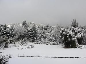 une photo en noir et blanc d'une forêt enneigée dans l'établissement Ailín Maiá Apartamentos Casa de Montaña, à San Carlos de Bariloche