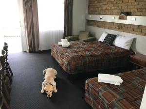 a dog laying in a hotel room with two beds at True Blue Motor Inn in Rockhampton