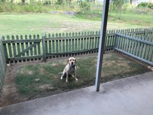 a dog standing in a yard next to a fence at True Blue Motor Inn in Rockhampton