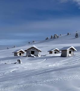 wolf.tirol v zime