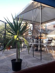 una planta en una olla en un patio con mesa y sillas en Hostal Cotroneo, en Viña del Mar