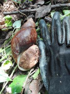 a snail next to a pair of gloves on the ground at Blue Pine Farm Lodge Cabanas in Coroico