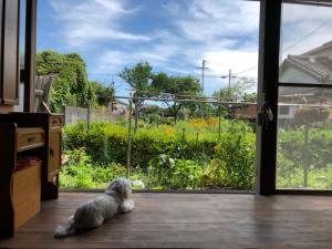 un perro tirado en el suelo mirando hacia la puerta de un jardín en Ioki Station Guest House, en Aki