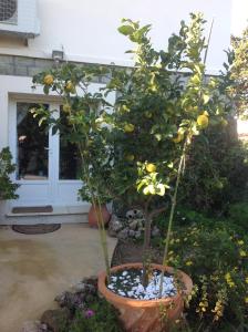 an orange tree in a pot in a yard at Rez de Villa Pébrier in Fréjus