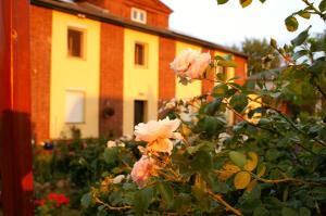 a bush with pink roses in front of a building at Ferienwohnungen Amselweg in Brandenburg West