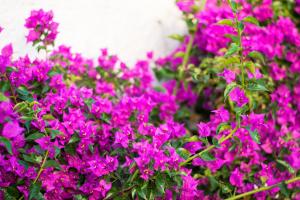 a bunch of pink flowers in a garden at Kordistos Hotel in Kefalos