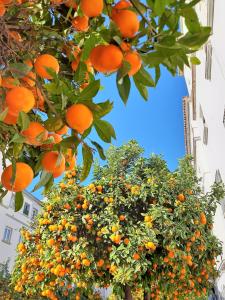 een sinaasappelboom met veel sinaasappels erop bij Modern Family Flat Málaga in Málaga