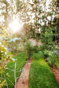 a garden with grass and trees and the sun at La Maison des Ailleurs in Essaouira