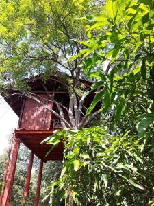 Garður fyrir utan Dambulla Tree House