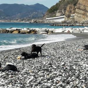 a man and a dog on a rocky beach at casa maria in Sestri Levante