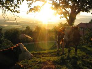 zwei Kühe stehen auf einem Feld mit leuchtender Sonne in der Unterkunft Koglhof - Kathrin und Hans Kirchberger in Fischbachau