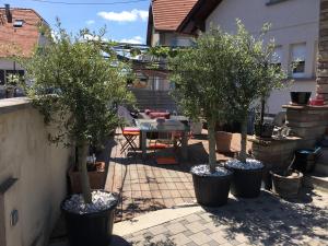 a patio with three trees in pots with a table at L'Appart Sélestadien in Sélestat