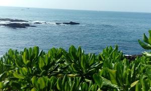 uma vista para o oceano a partir de uma colina com plantas em Duncan Murray Villa em Hambantota