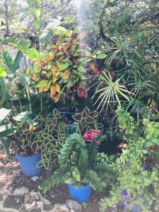 A garden outside Villa Bougainvillea Aruba, the Tango Suite