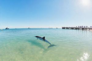 ein Delfin schwimmt im Wasser in der Nähe eines Piers in der Unterkunft RAC Monkey Mia Dolphin Resort in Monkey Mia