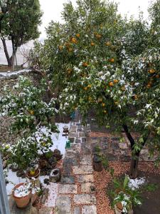 A garden outside Dimora Le Zagare