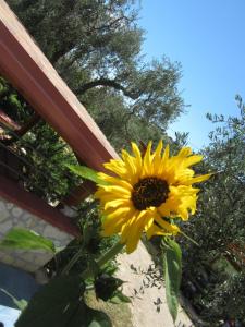 a yellow sunflower is sitting next to a fence at B&B Tor Di Lupo in Mattinata