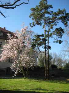 two trees with pink flowers in a yard at Gartenzimmer im Schloss Neuhausen in Neuhausen