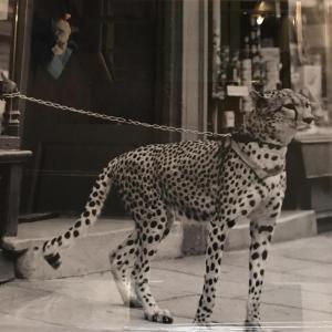 a cheetah tied to a chain in front of a building at Hôtel Le G (ex Le Genève) in Nice