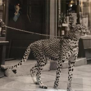 a cheetah tied to a chain in front of a building at Hôtel Le G (ex Le Genève) in Nice