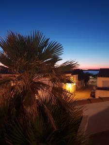 a view of a palm tree at night at Hotel Les Palmiers En Camargue in Saintes-Maries-de-la-Mer