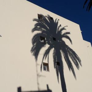 un palmier devant un bâtiment blanc dans l'établissement Les Pins . 2 p calme et terrasse, à Nice