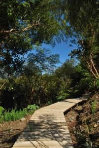 a wooden path in the middle of a forest at Chucao Bosque y Cabañas in Chaitén