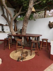a dog sleeping on the floor under a table at Villa Matalai in Tanga