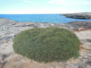 a green bush on the rocks near the ocean at Residence Club Barbara in Ostuni
