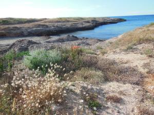 a beach with some plants and the ocean at Residence Club Barbara in Ostuni