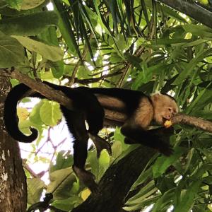 Animais no hotel ou nos arredores