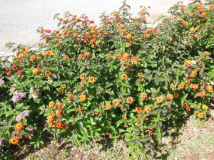 a bunch of flowers in front of a wall at Residence Club Barbara in Ostuni