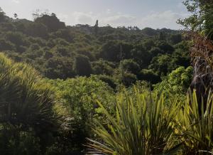 a view of the jungle from the trail at Montrose on Bunkers in East London