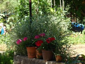 a group of potted plants and flowers in pots at Apartments Nicole in Pula