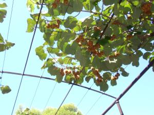 a bunch of cherries hanging from a tree at Apartments Nicole in Pula