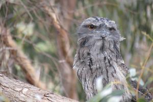 an owl is sitting on a tree branch at Butterworth Cottage in Castlemaine