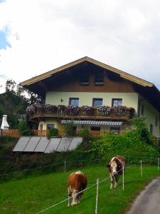 dos vacas pastando en la hierba frente a una casa en Landhaus Katharina, en Bischofshofen