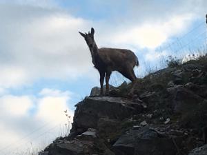 Zvieratá v dovolenkovom dome alebo blízkom okolí