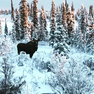a black cow standing in a snow covered forest at Lake Louise Lodge, Alaska in Glennallen