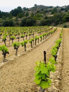 Gallery image of Le Flamant Rouge Guesthouse in Peyriac-de-Mer