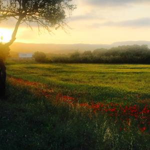 a field with a tree and a field of flowers at Le Flamant Rouge Guesthouse in Peyriac-de-Mer
