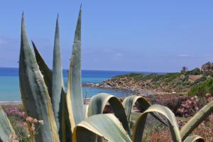 a close up of a cactus on a beach at casa verdemare in Cefalù