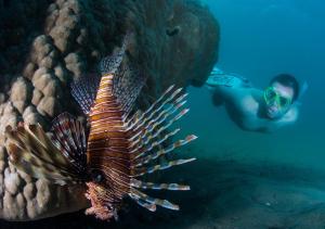 a man in a mask looking at a lionfish in the ocean at Cabo Beach Villas in Santa Maria