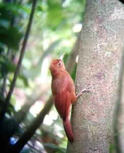 a red bird perched on the side of a tree at Koora Hotel-a Cloud Forest Resort in Monteverde Costa Rica
