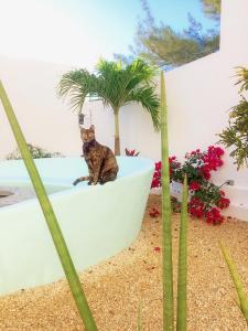 un chat assis sur un mur à côté d'un palmier dans l'établissement Playa 55 beach escape - adults only Guesthouse, à Celestún