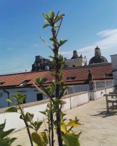 una pianta sul tetto di un edificio di Terrazzo 73 a Ischia