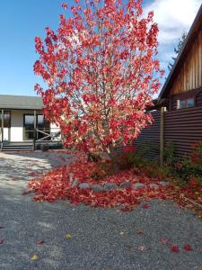 a tree with red leaves on the ground next to a building at Rosedale Cottages in Twizel