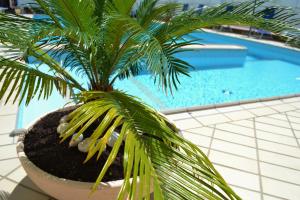 una palmera en una olla junto a una piscina en Hotel Solmar, en Cattolica