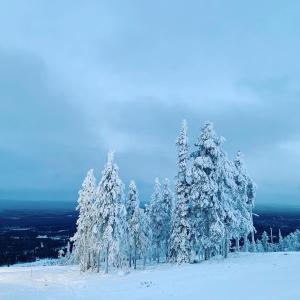a group of snow covered trees on top of a mountain at Chalet Suomukka in Suomutunturi